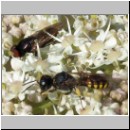 Ectemnius lapidarius - Grabwespe m02.jpg